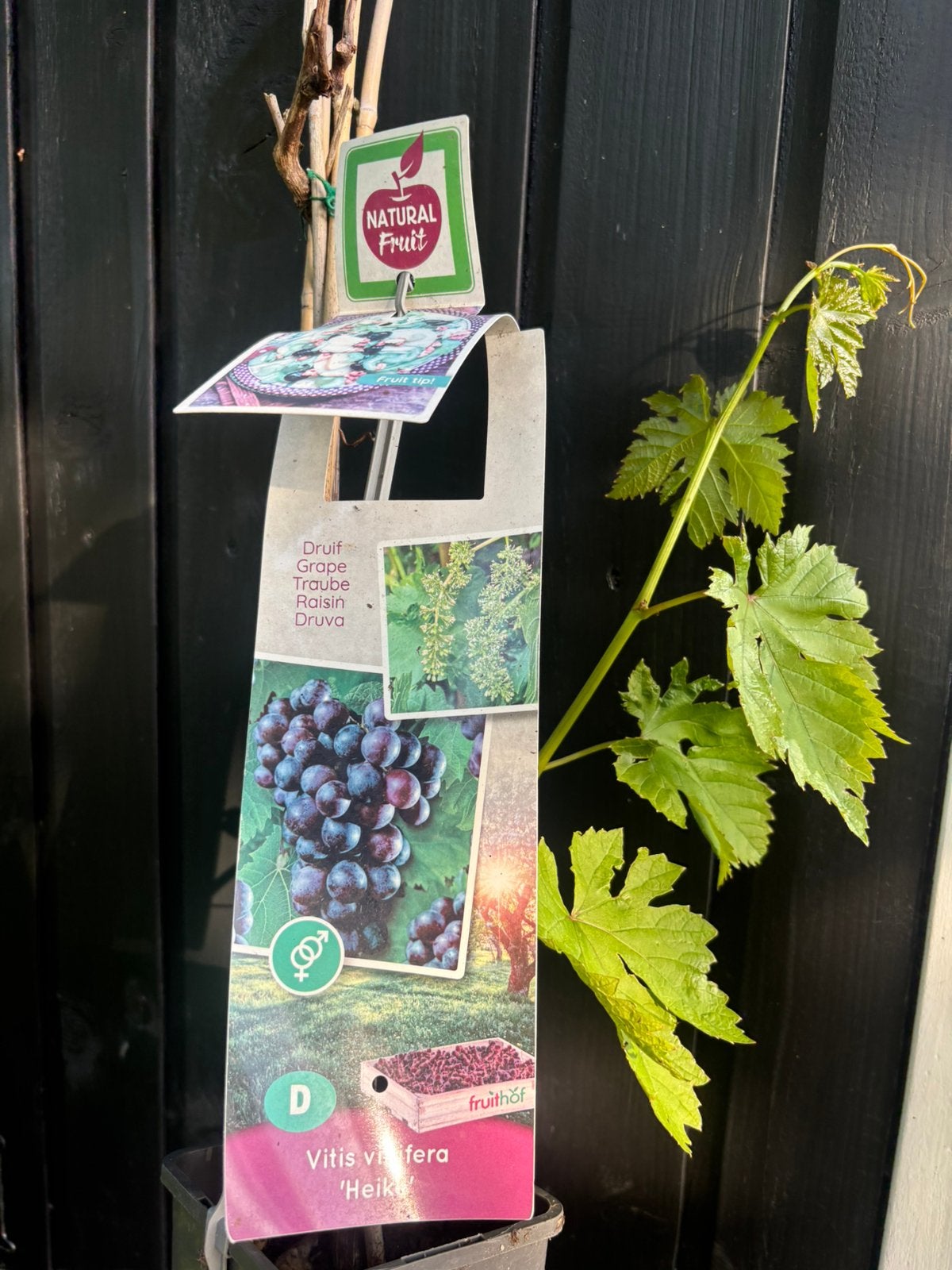 Druivenplant, Ophalen, Minder dan 100 cm, Overige soorten