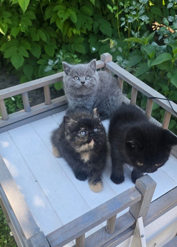 3 Schitterende Britse Korthaar kittens, Dieren en Toebehoren, Katten en Kittens | Raskatten | Korthaar, Meerdere dieren, Gechipt