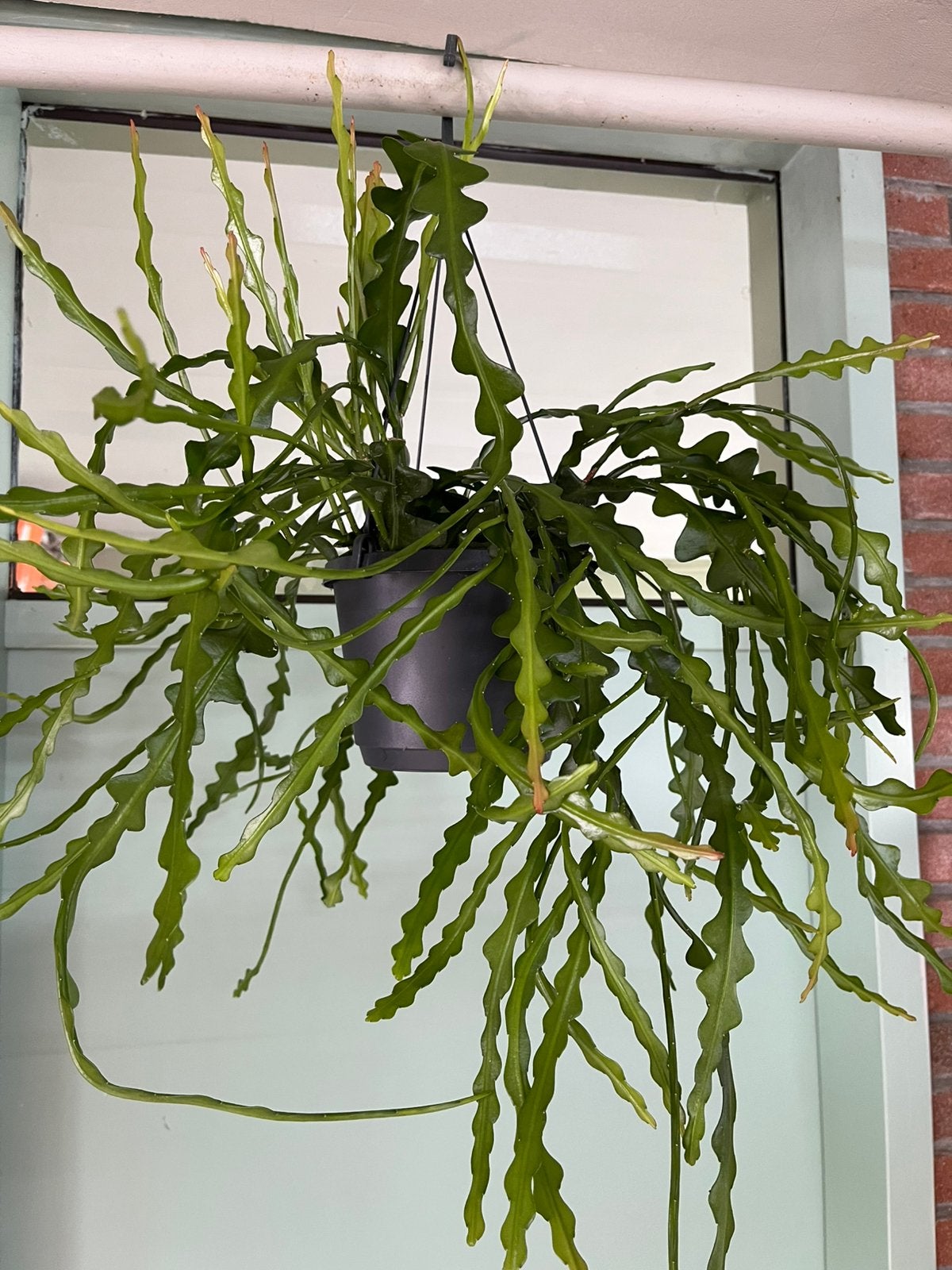 Ephiplyllum anguliger, Huis en Inrichting, Ophalen of Verzenden, Halfschaduw, Minder dan 100 cm