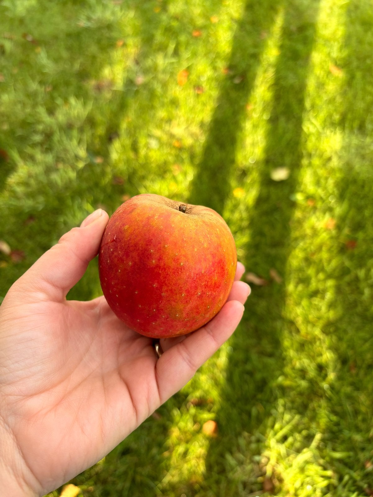 Verse Goudreinet appels te koop, Ophalen