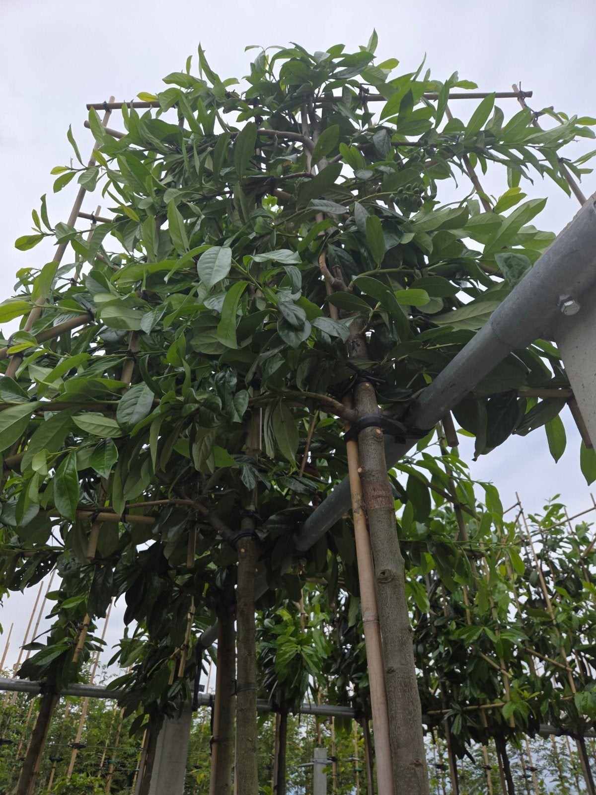 Groenblijvend Leilaurier Prunus Novita privacy., Ophalen, Halfschaduw