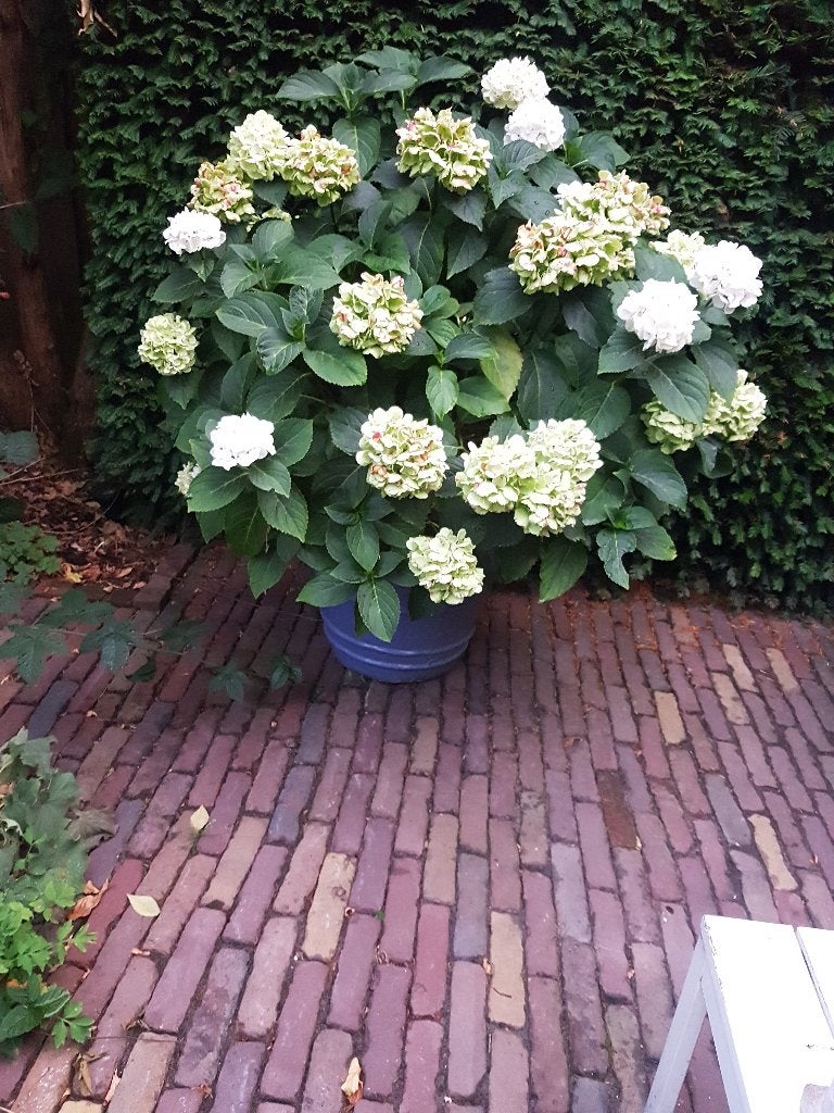 Hortensia in blauwe pot, Volle zon, Vaste plant, Zomer, Ophalen