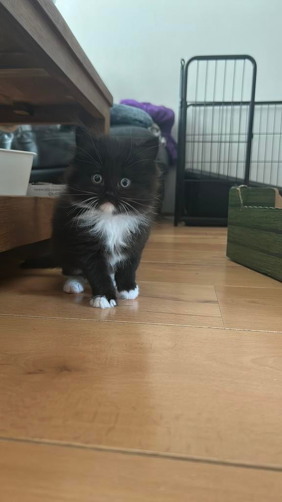 3 lieve kittens zoeken thuis, Dieren en Toebehoren, Katten en Kittens | Raskatten | Langhaar, Meerdere dieren, Ontwormd, 0 tot 2 jaar