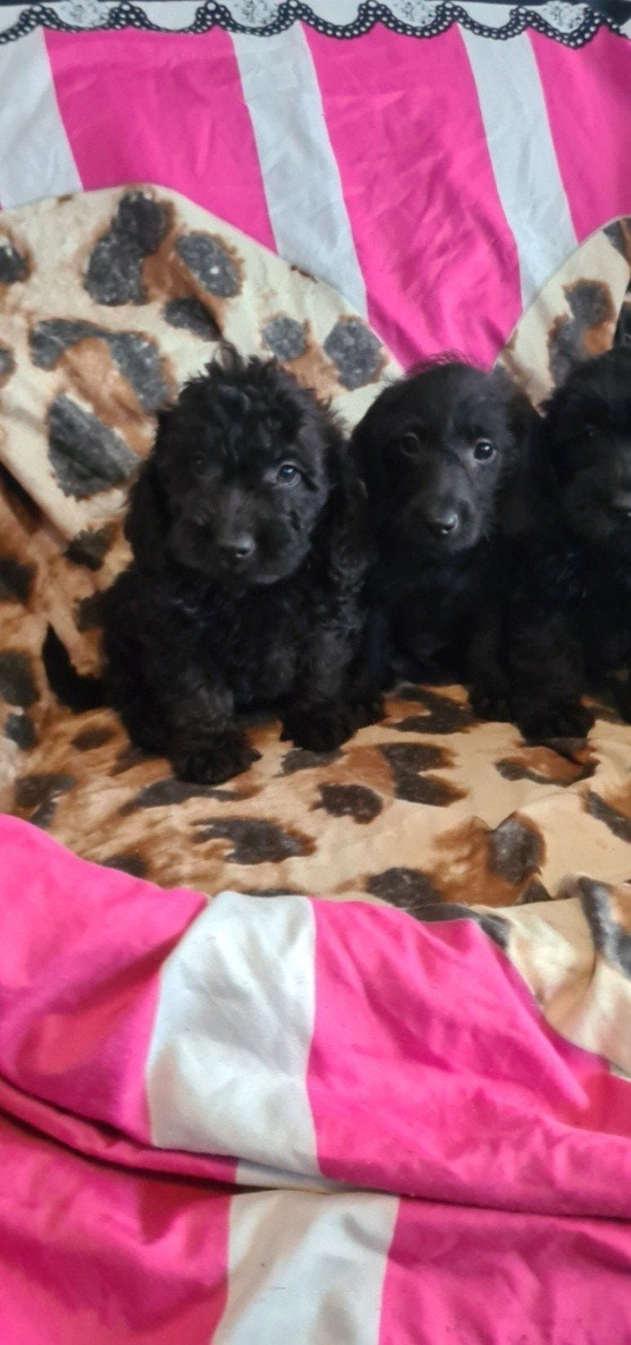 Ruwhaar Dwergteckel x poedel puppies! nog 2 REUTJES, Dieren en Toebehoren, Parvo, 8 tot 15 weken, Meerdere, Nederland