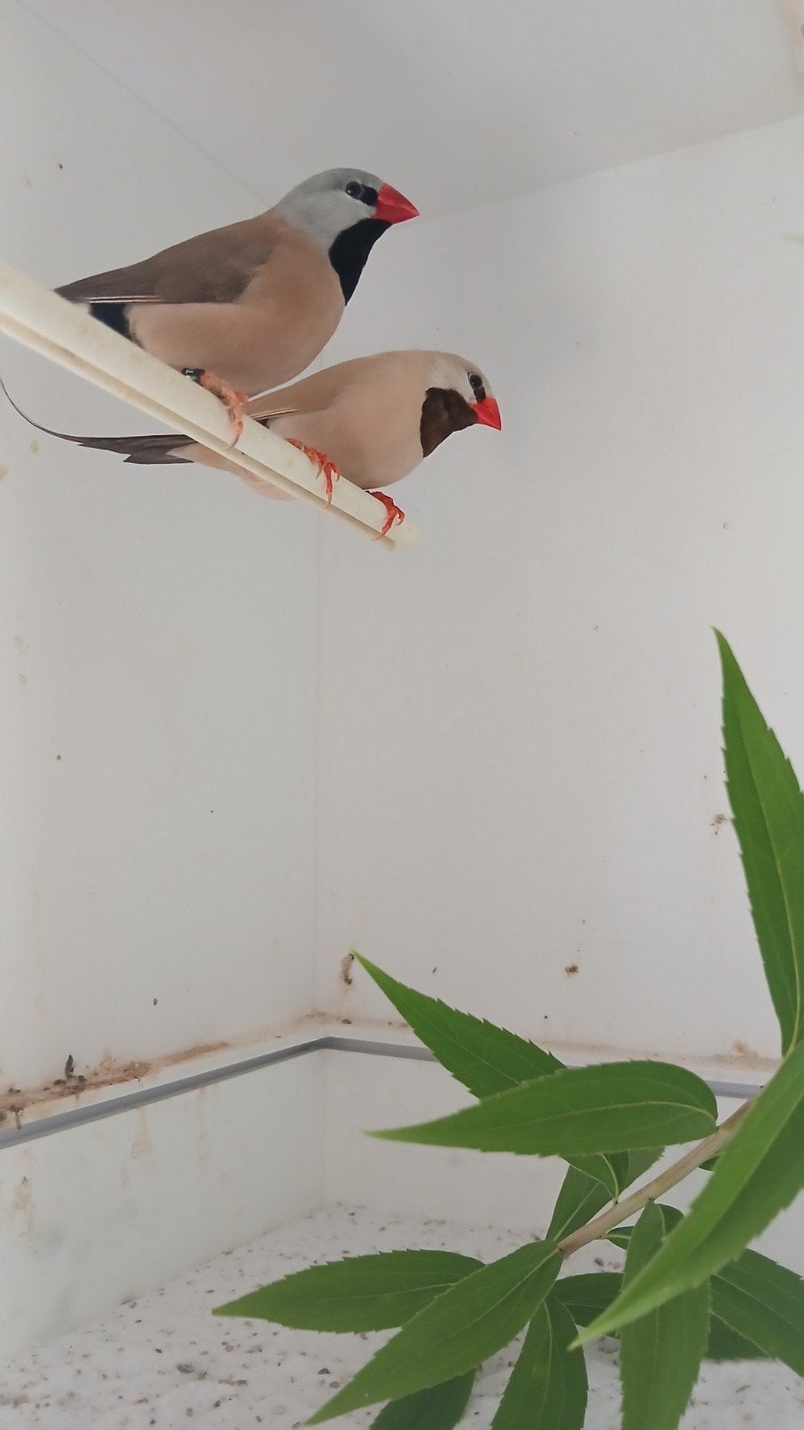 koppel spitsstaartamadines, Meerdere dieren, Tropenvogel, Geringd