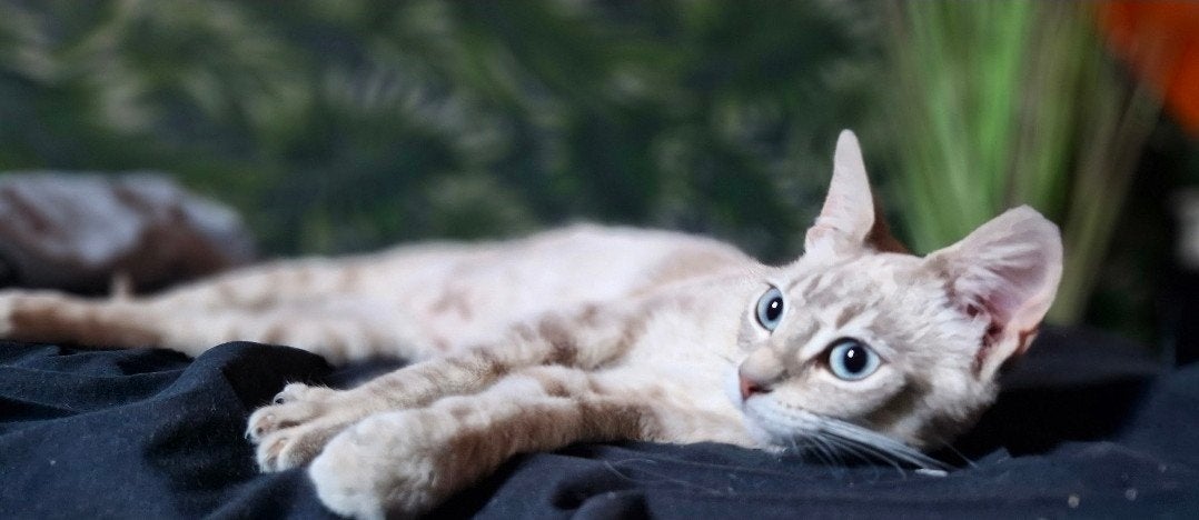 Lieverd zoekt een liefdevol thuis., Dieren en Toebehoren, Katten en Kittens | Raskatten | Korthaar, Poes, Gechipt, 0 tot 2 jaar