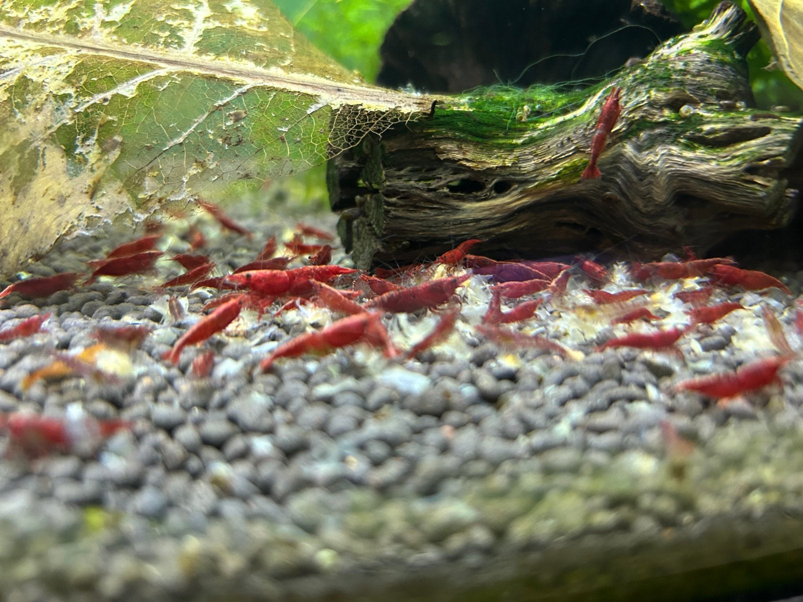 Bloody mary garnalen, Dieren en Toebehoren, Vissen | Aquariumvissen, Kreeft, Krab of Garnaal