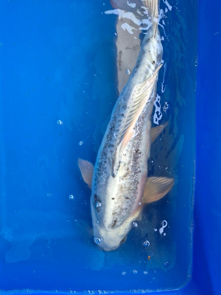 Ghost koi? (Koi karper), Karper of Koi