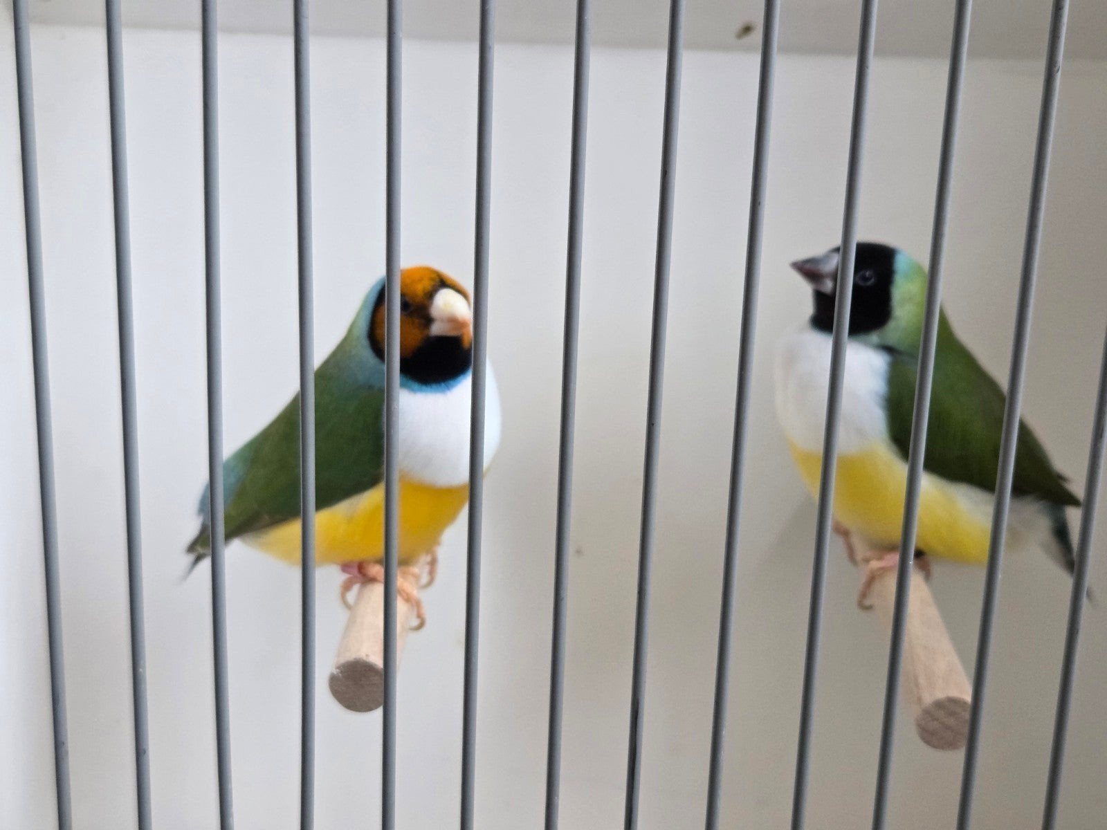 Gouldamadine koppel, Meerdere dieren, Tropenvogel, Geringd