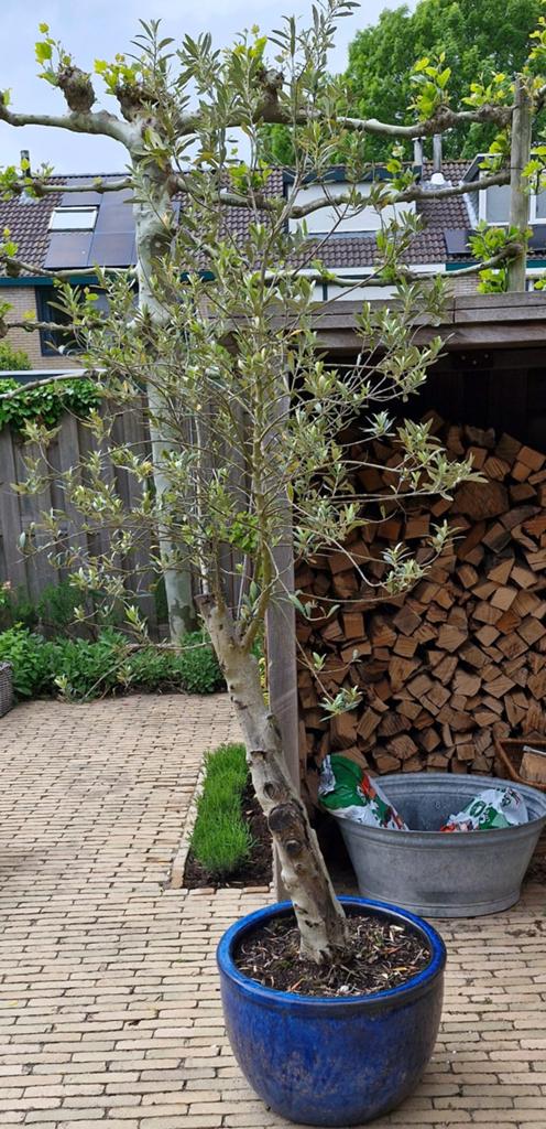 Mooie stoere olijfboom, Bloeit niet, 100 tot 250 cm, Olijfboom, Ophalen