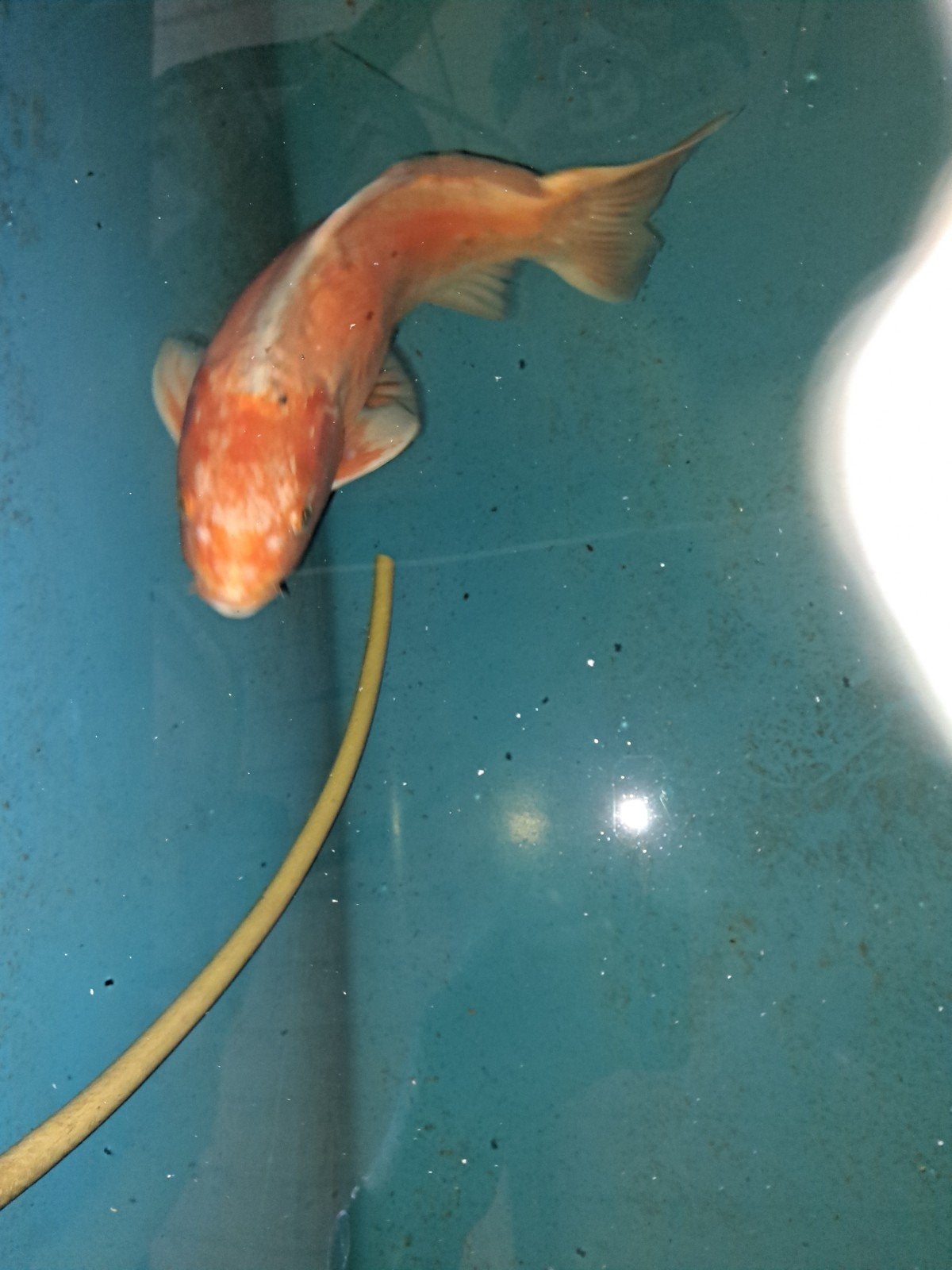 3 grote koi., Karper of Koi