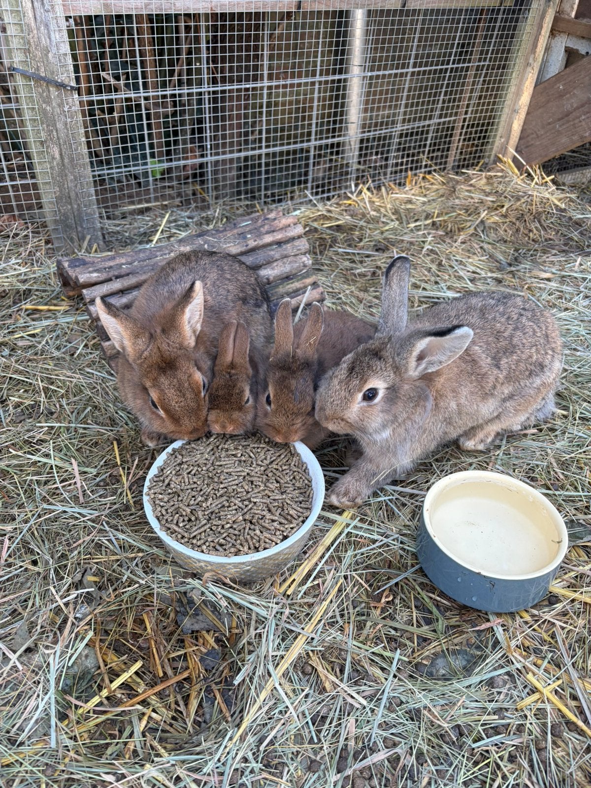 Dwerg konijnen leeuwenkopje, Dieren en Toebehoren, Meerdere dieren, Dwerg