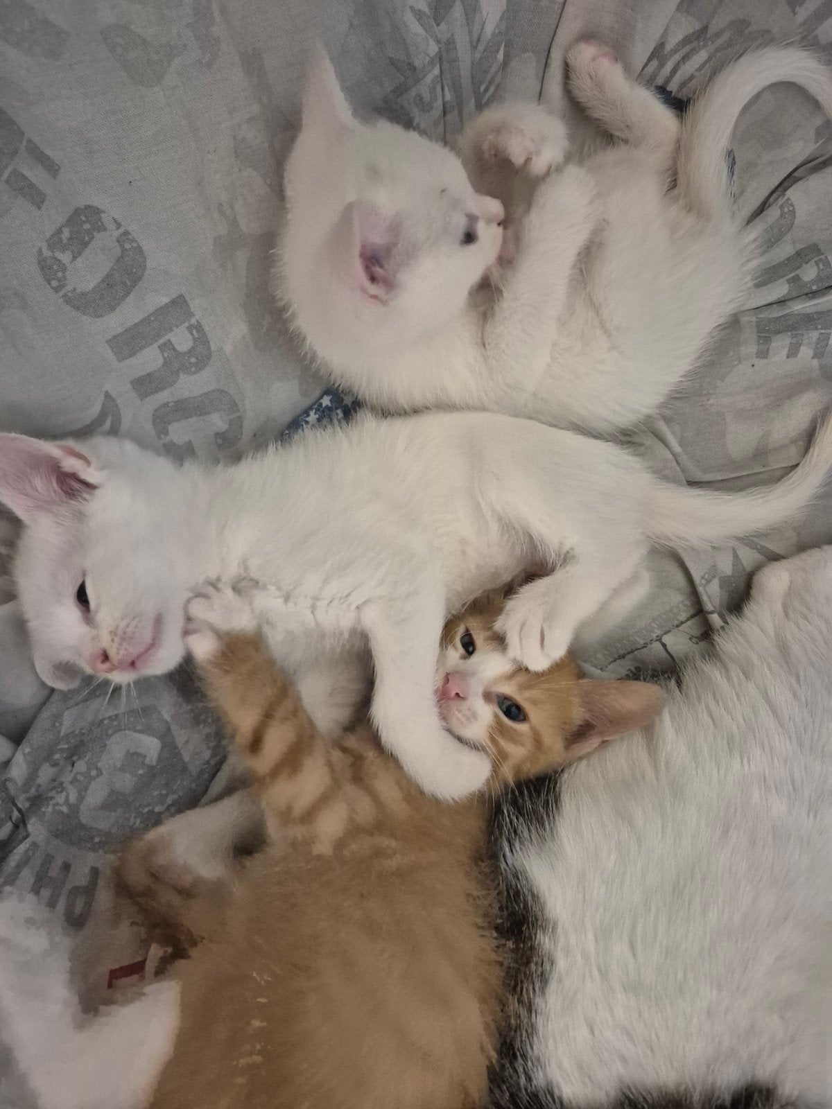 3 hele lieve tamme kittens, Dieren en Toebehoren, Meerdere dieren, Kortharig, 0 tot 2 jaar