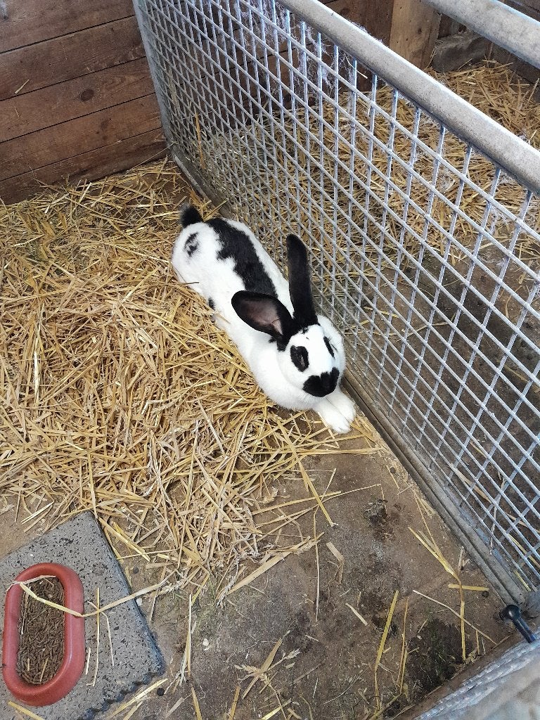 Lotaringer voedster, Dieren en Toebehoren, Vrouwelijk, Groot, 0 tot 2 jaar