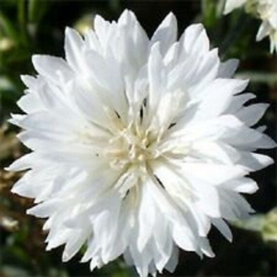 Witte Korenbloem - Centaurea 'Alba', Tuin en Terras, Ophalen of Verzenden, Najaar, Volle zon, Zaad