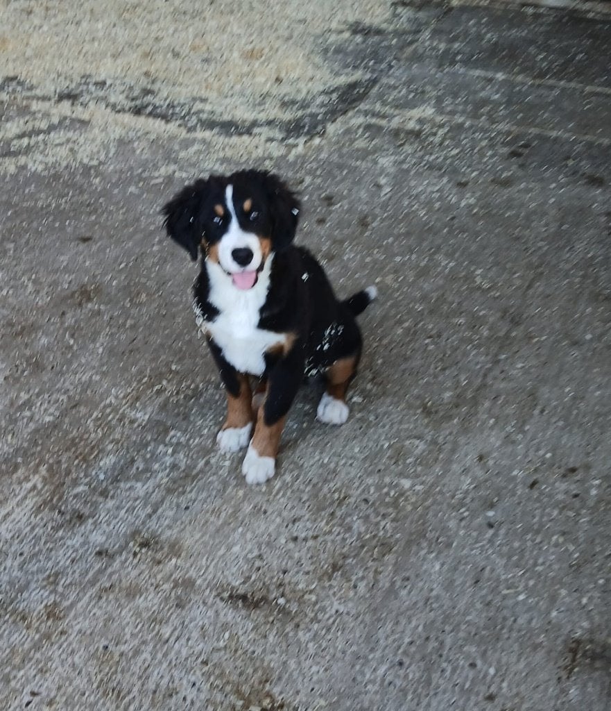 Berner Sennen pups, Dieren en Toebehoren, Honden | Herdershonden en Veedrijvers, Teef, Overige rassen, Fokker | Professioneel