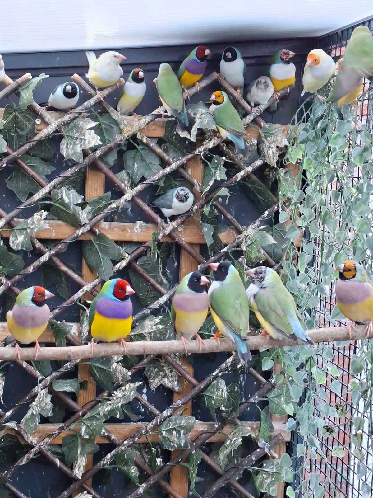 koppel gouldamadines, Dieren en Toebehoren, Meerdere dieren, Tropenvogel, Geringd