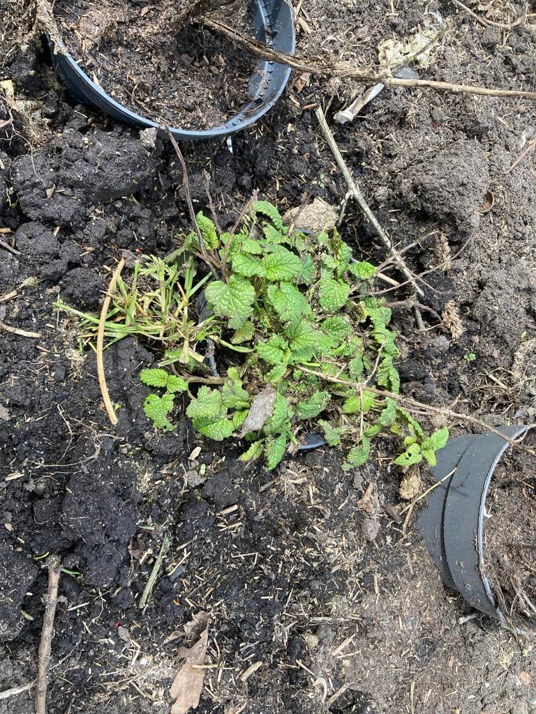 Citroenmelisse plantjes, Tuin en Terras, Planten | Tuinplanten, Ophalen, Vaste plant, Halfschaduw, Kruiden