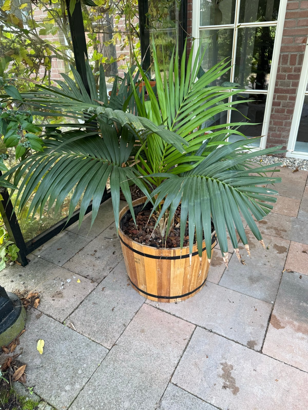 Grote houten plantenbak met palm, Ophalen, Overige materialen, Gebruikt, Balkon