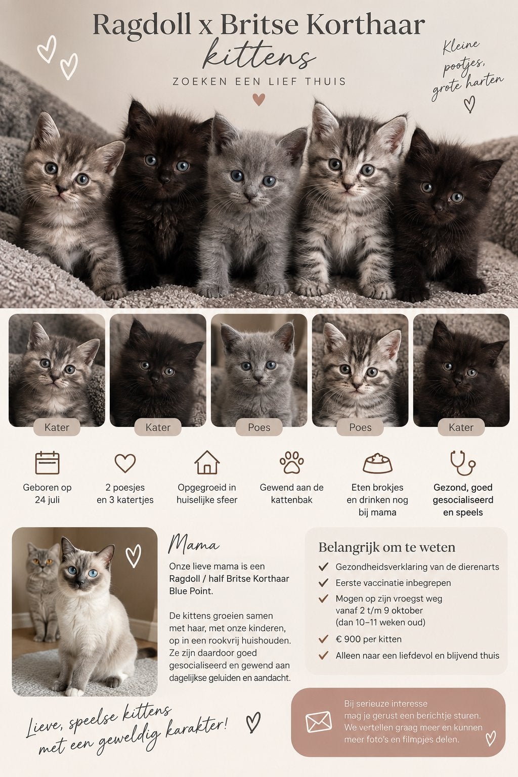 Ragdoll blue point /Britse korthaar kittens zoeken een thuis, Meerdere dieren, Ontwormd, 0 tot 2 jaar