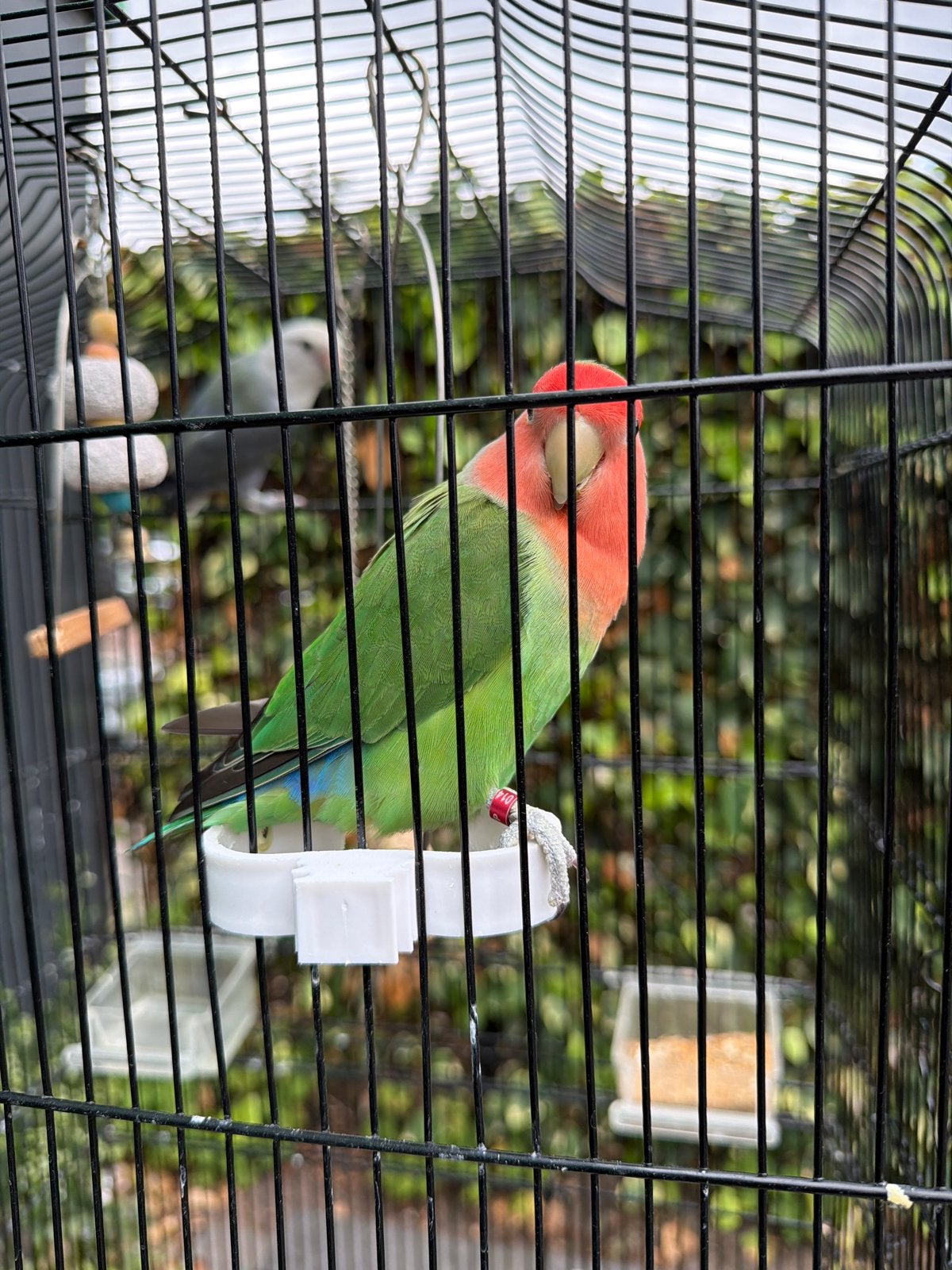 2  Agapornis compleet met kooi en toebehoren, Dieren en Toebehoren, Vogels | Parkieten en Papegaaien, Mannelijk, Dwergpapegaai of Agapornis