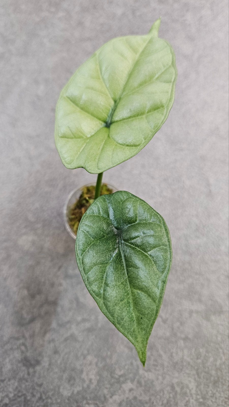 Alocasia Sinuata Albo/GoG Variegata, Ophalen of Verzenden, Halfschaduw, Minder dan 100 cm
