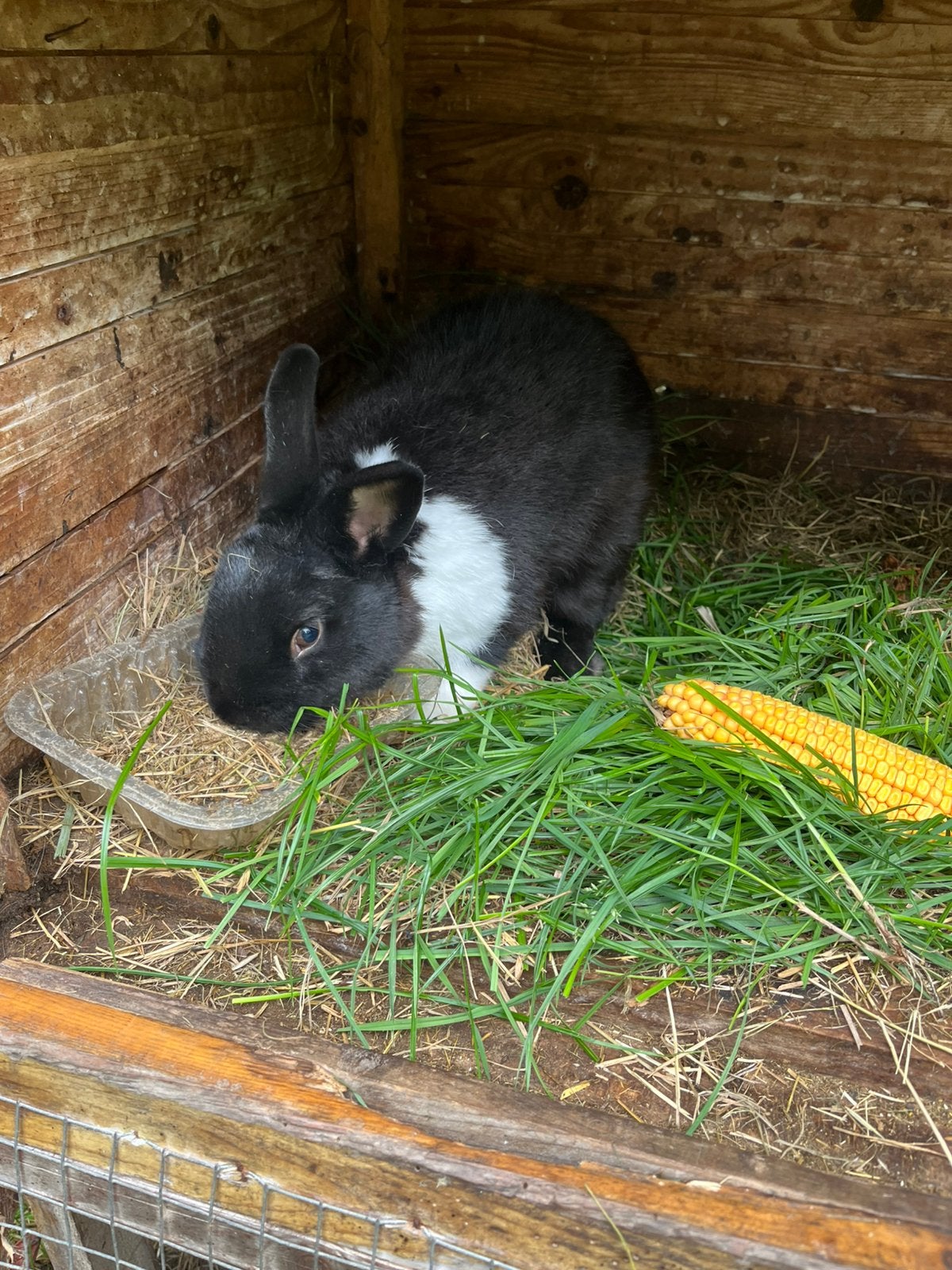 Lief konijn met toebehoren., Dieren en Toebehoren, Konijnen, Mannelijk, Groot