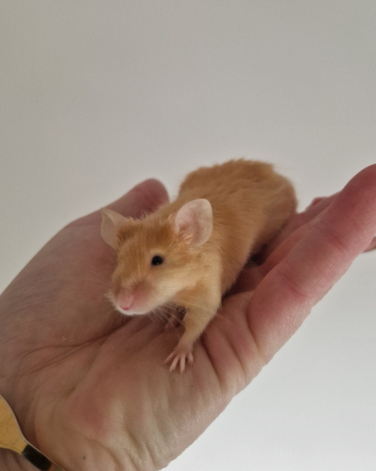 Mooie langharige oranje man kleurmuis muis rood satijn, Juni, Muis, Mannelijk, Tam