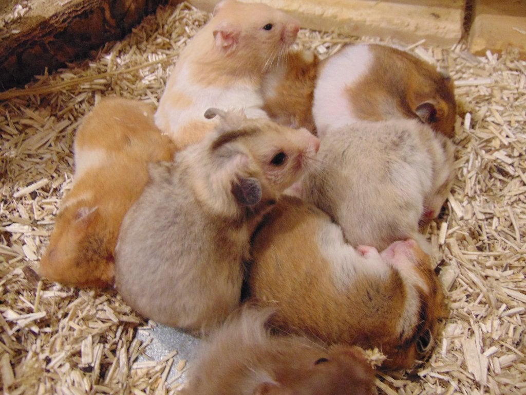 Syrische goudhamsters in Assen., Dieren en Toebehoren, Hamster, Juli, Meerdere dieren, Tam
