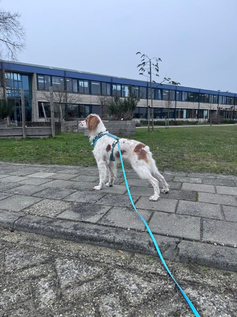 Biothane honden spullen, Ophalen of Verzenden, Nieuw