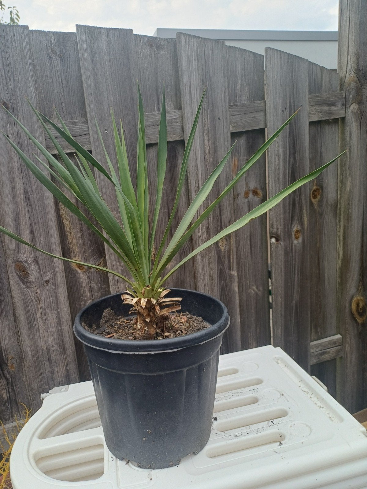 Mooie Yucca  gloriosa plant in pot, Ophalen
