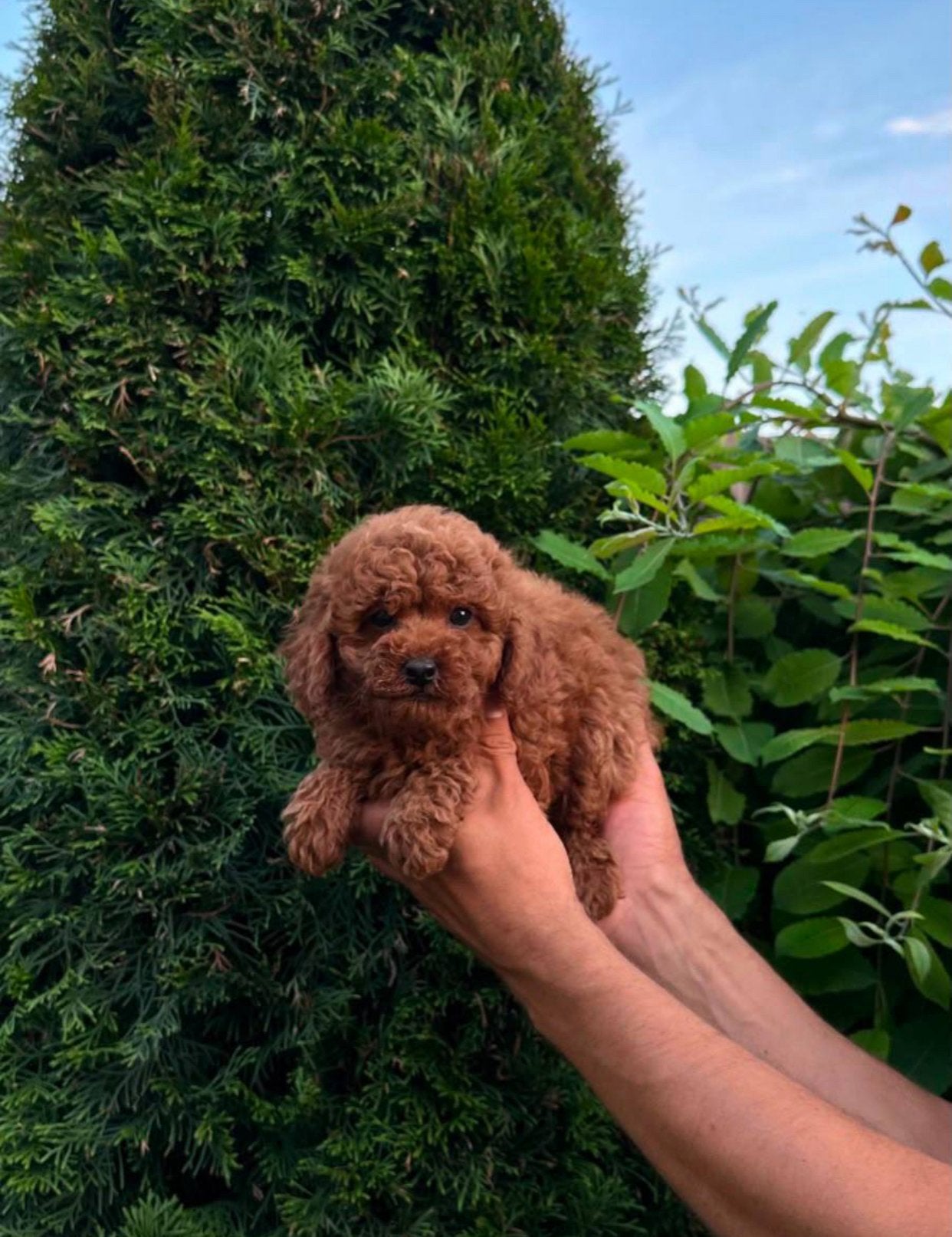 Toypoedel reutje | toy poodle, Dieren en Toebehoren, Honden | Chihuahua's en Gezelschapshonden, Poedel, Reu, 8 tot 15 weken, Parvo