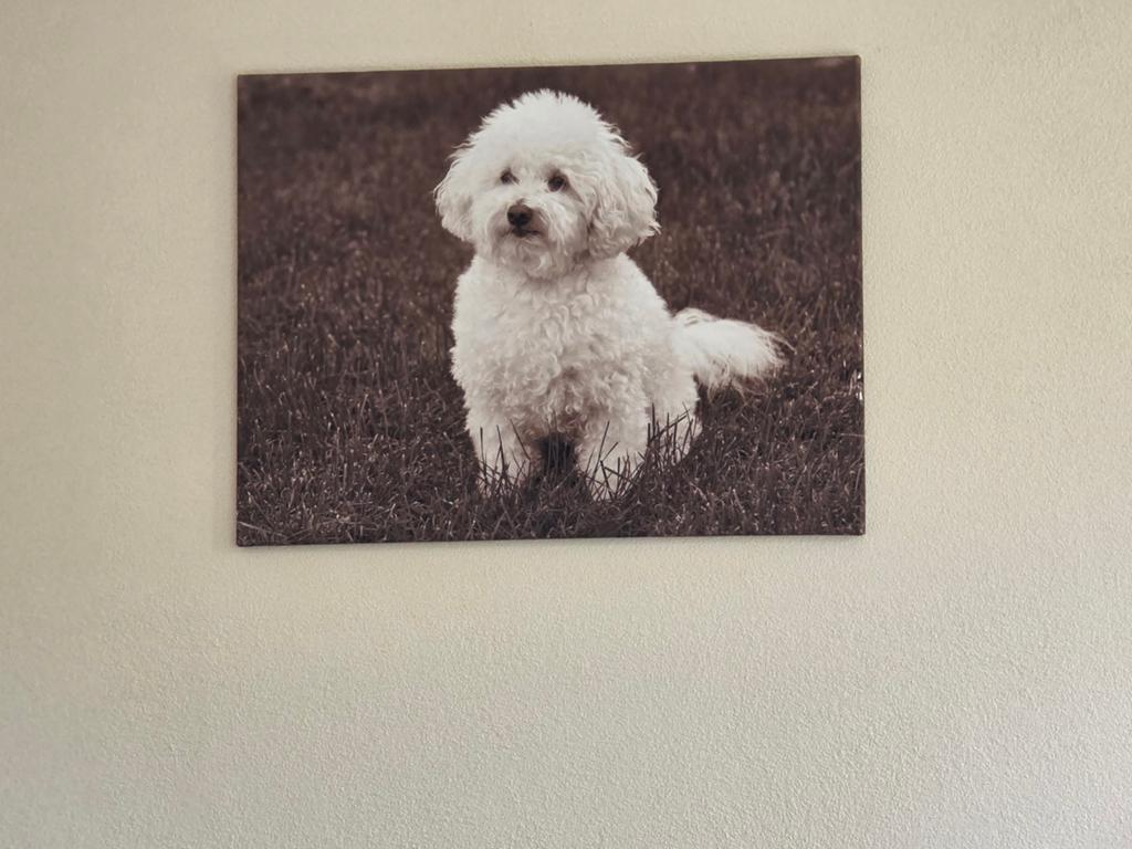Mooie canvas van lief hondje, sepia kleuren - 80x60 cm, Ophalen, Print, 50 tot 75 cm