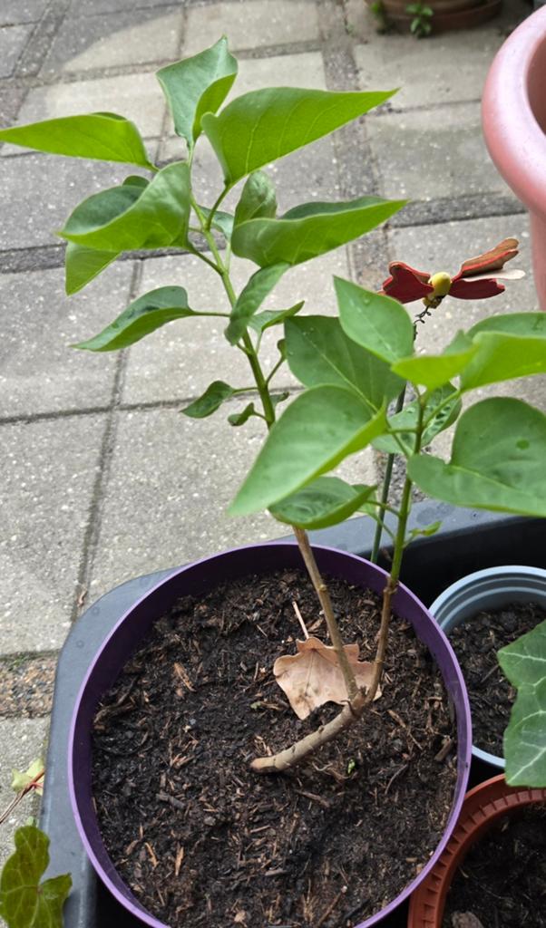 Verschillende planten te koop, Tuin en Terras, Planten | Fruitbomen, Overige soorten, Minder dan 100 cm, Lente, Ophalen of Verzenden