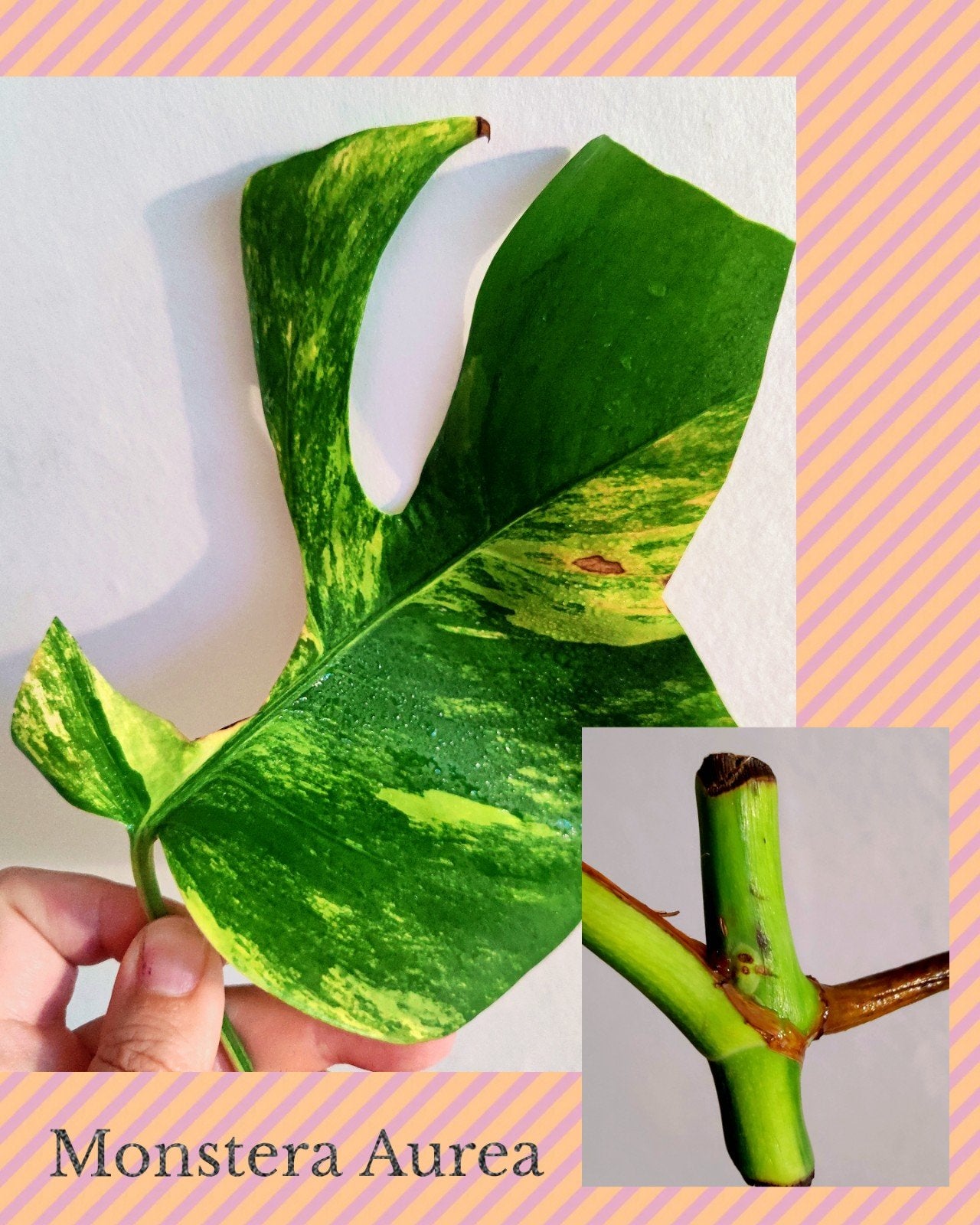 Monstera Aurea yellow variegata kneusje, Huis en Inrichting, Kamerplanten, Ophalen, Halfschaduw, Minder dan 100 cm