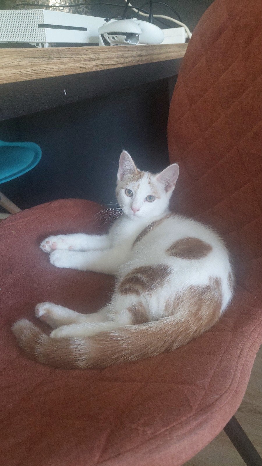 lief speels poesje, Poes, 0 tot 2 jaar