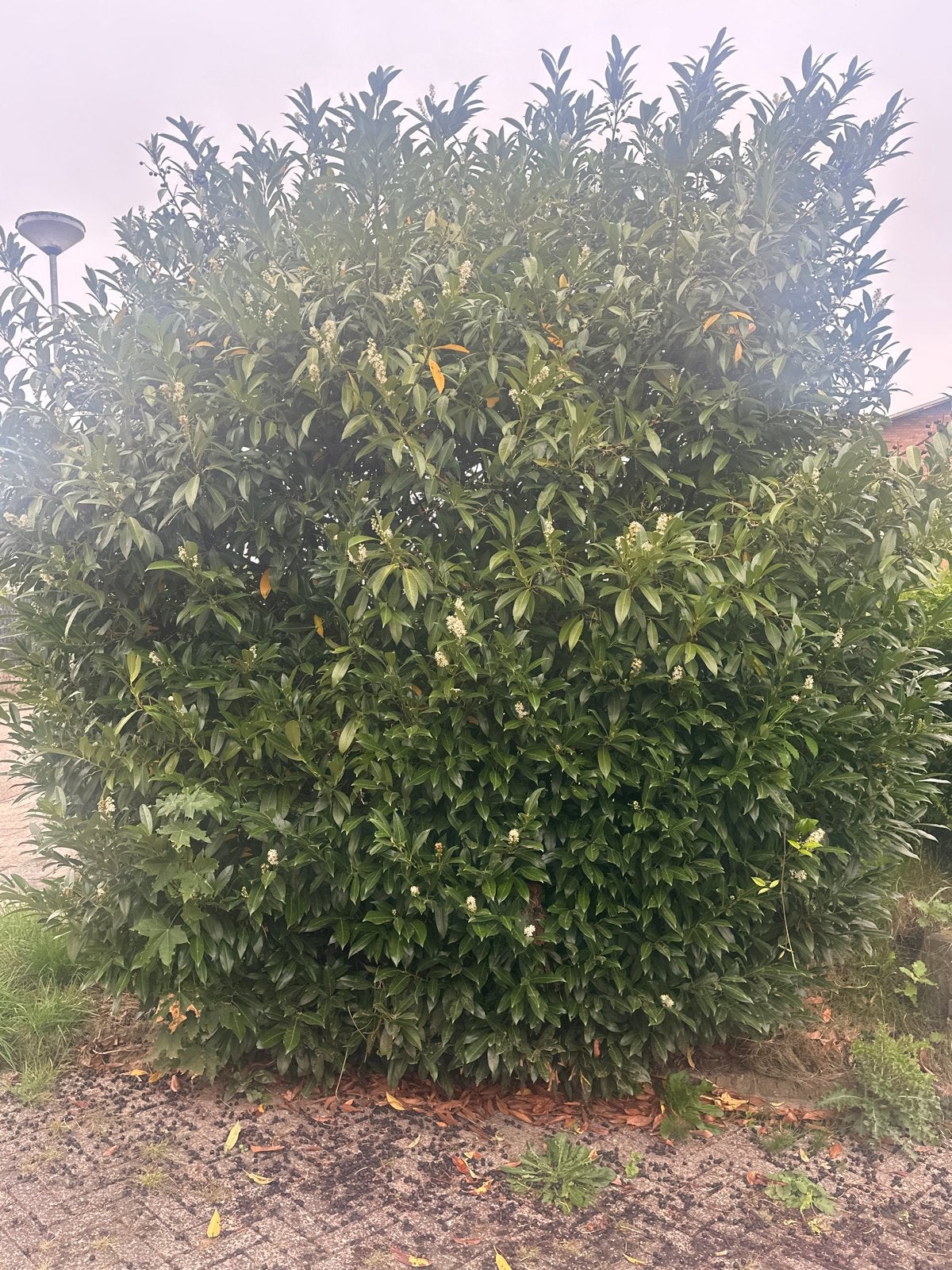 Laurierkers (Prunus laurocerasus) - GRATIS AF TE HALEN!, Tuin en Terras, Overige soorten, Volle zon, Vaste plant, Ophalen of Verzenden