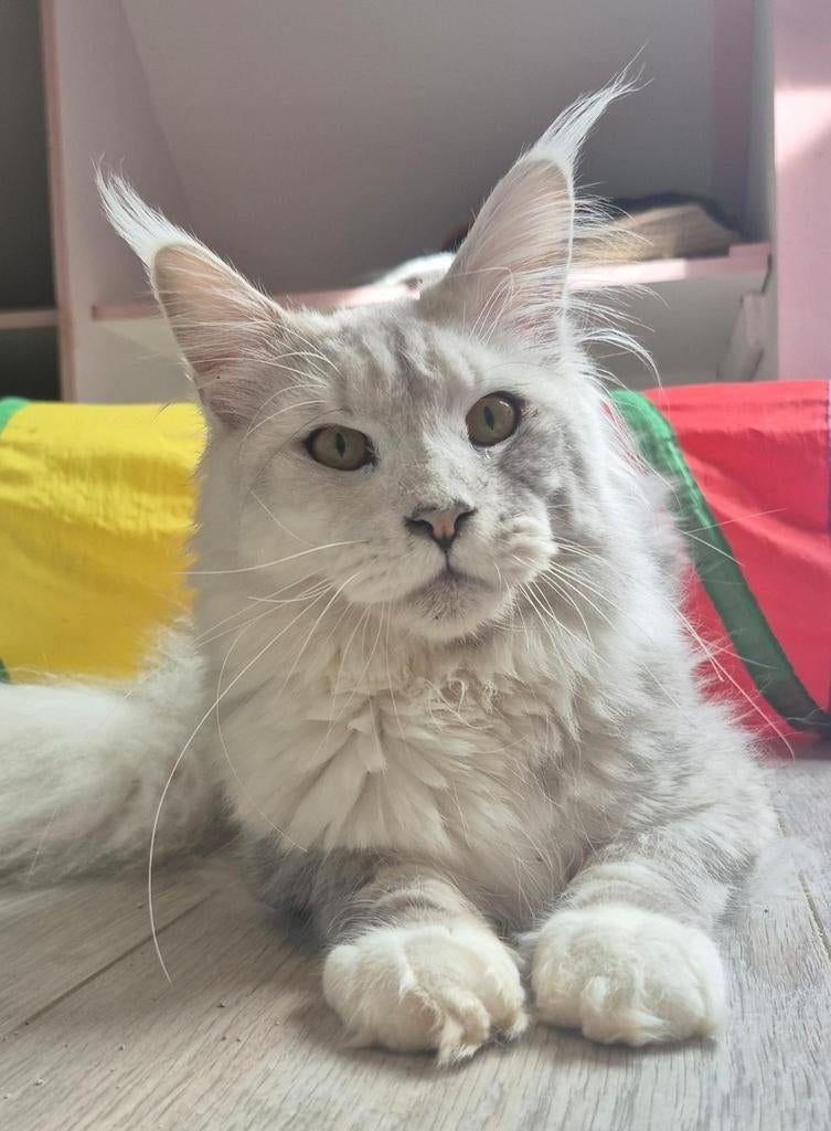 Black silver shaded maine coon dekkater met stamboom,rusland, Kater, Met stamboom, 0 tot 2 jaar