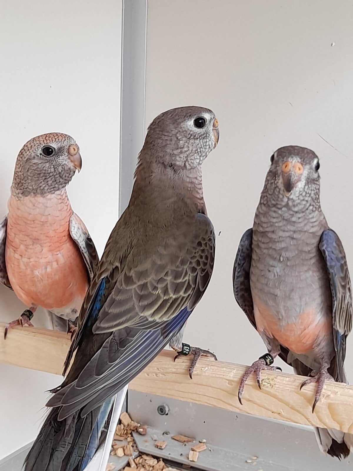 Bourksparkieten, Meerdere dieren, Parkiet