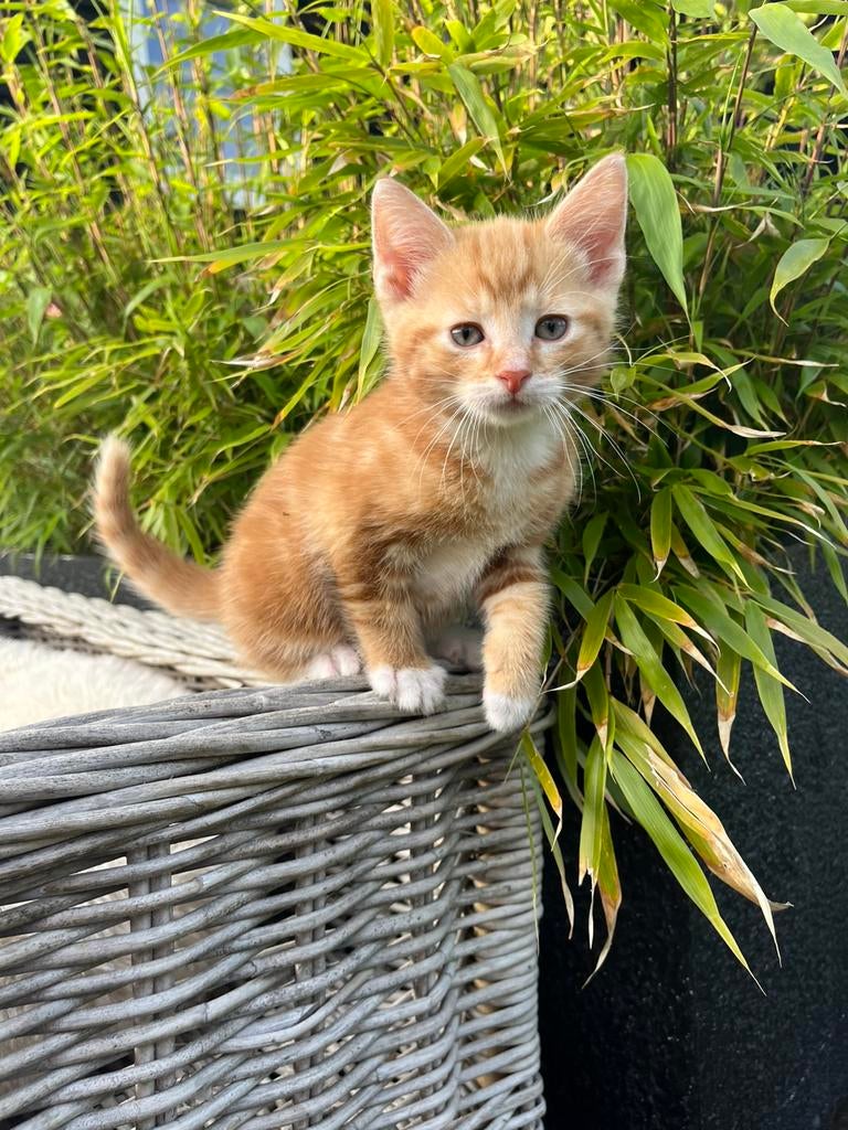 Super lieve tamme kittens te koop, Dieren en Toebehoren, Katten en Kittens | Overige Katten, Kater, Kortharig, 0 tot 2 jaar