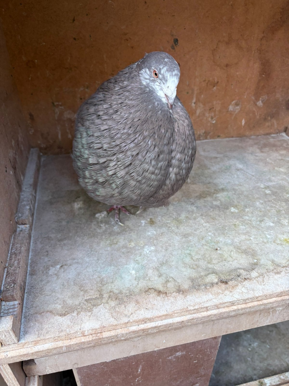 Gaditano doffer, Dieren en Toebehoren, Mannelijk, Kropper