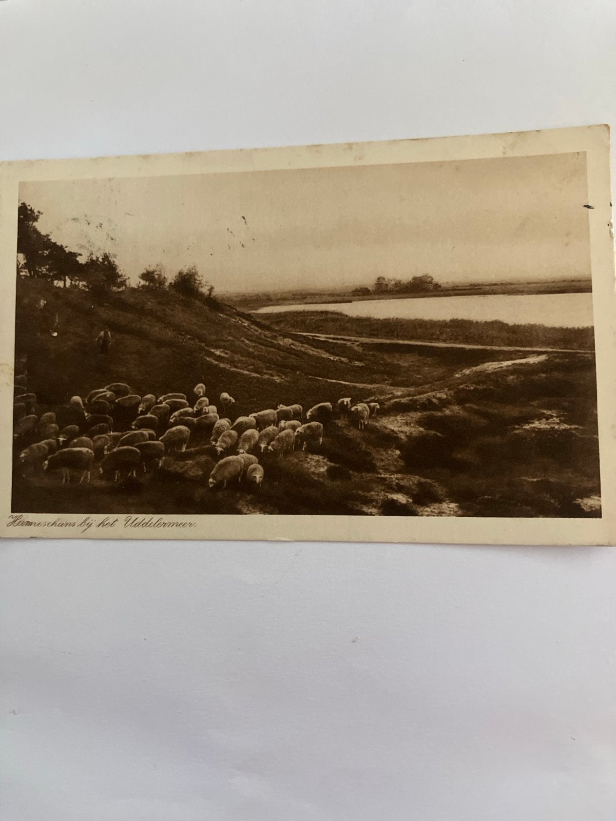 Oude Ansichtkaart Schaapskudde Uddelermeer Gelderland, Ophalen of Verzenden, Voor 1920, Gelopen, Gelderland