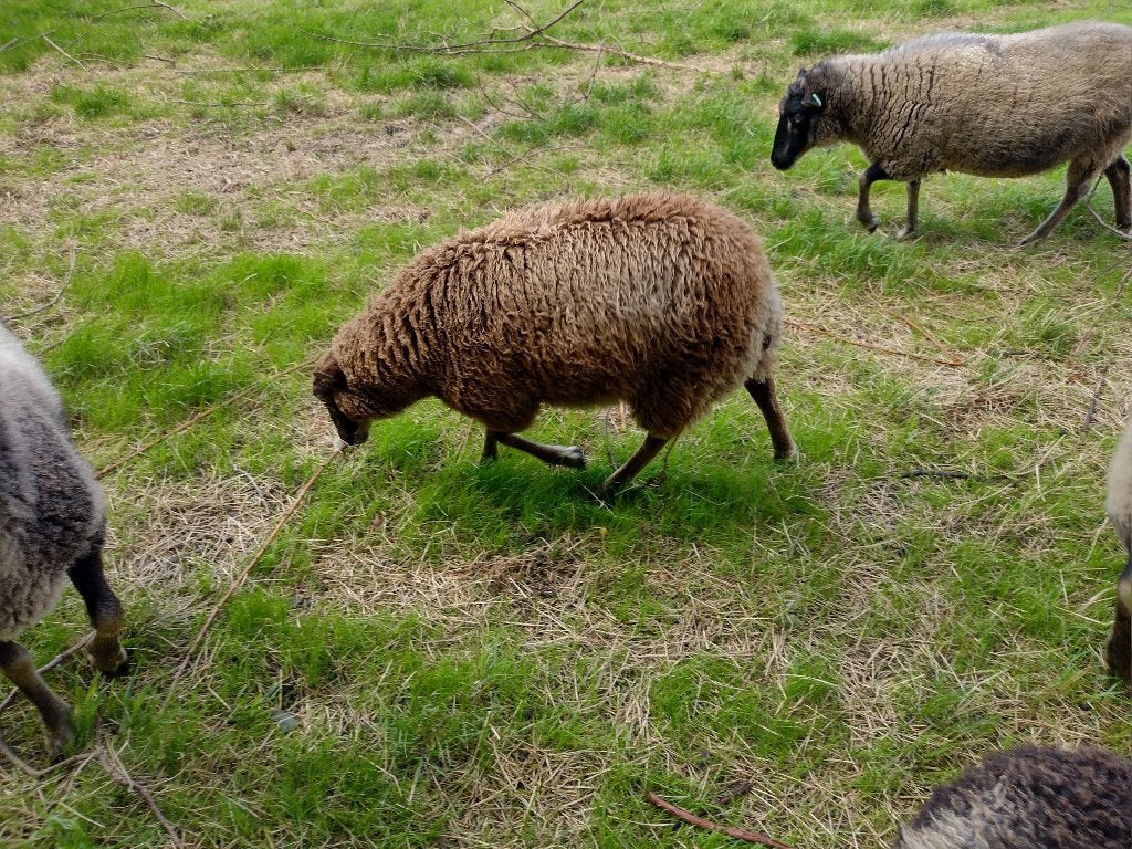 Shetland schapen ooien; 3 lammeren en 1 tweejarige., Dieren en Toebehoren, Vrouwelijk, Schaap, 0 tot 2 jaar