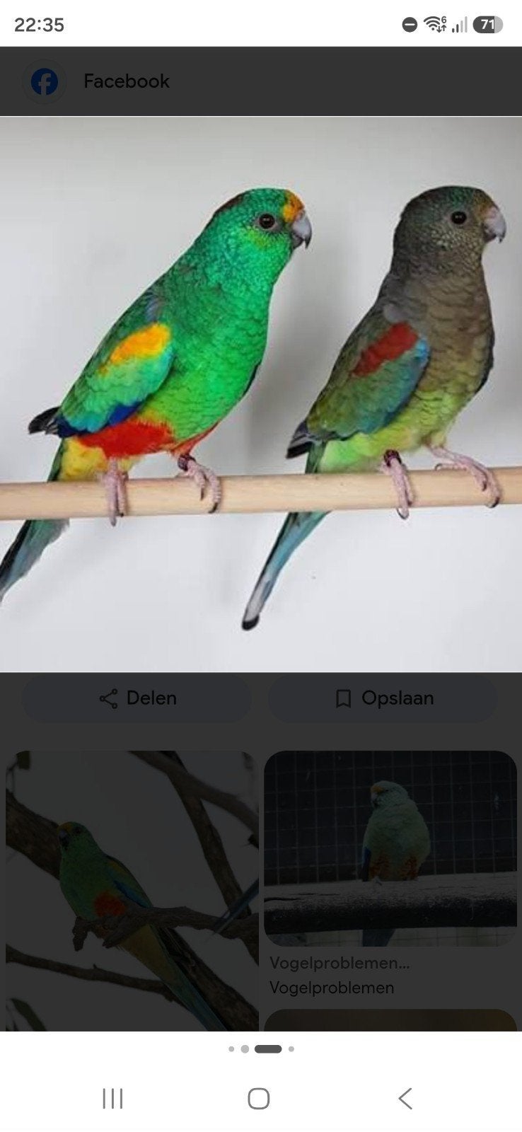 Gevraagd koppel veelkleuren parkiet liefst 2025/2026, Dieren en Toebehoren, Vogels | Parkieten en Papegaaien, Meerdere dieren