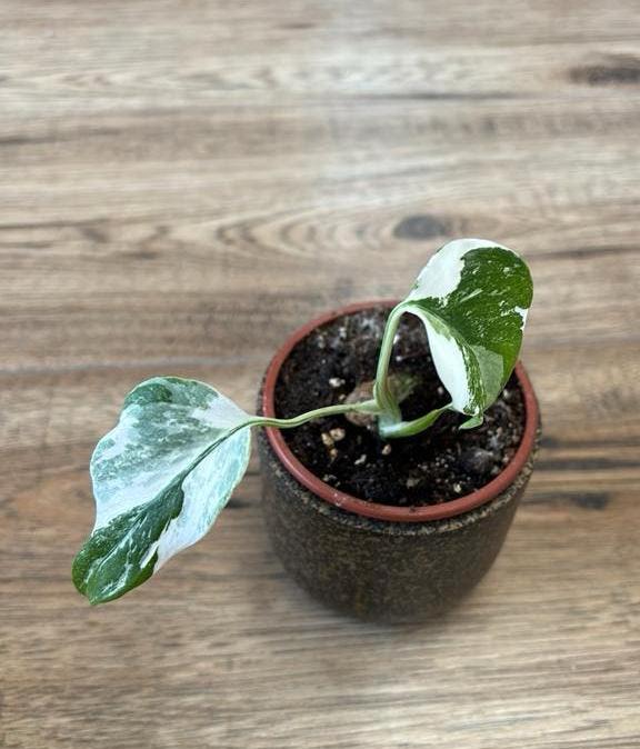 Monstera variegata, Huis en Inrichting, Kamerplanten, Ophalen, Halfschaduw, Minder dan 100 cm
