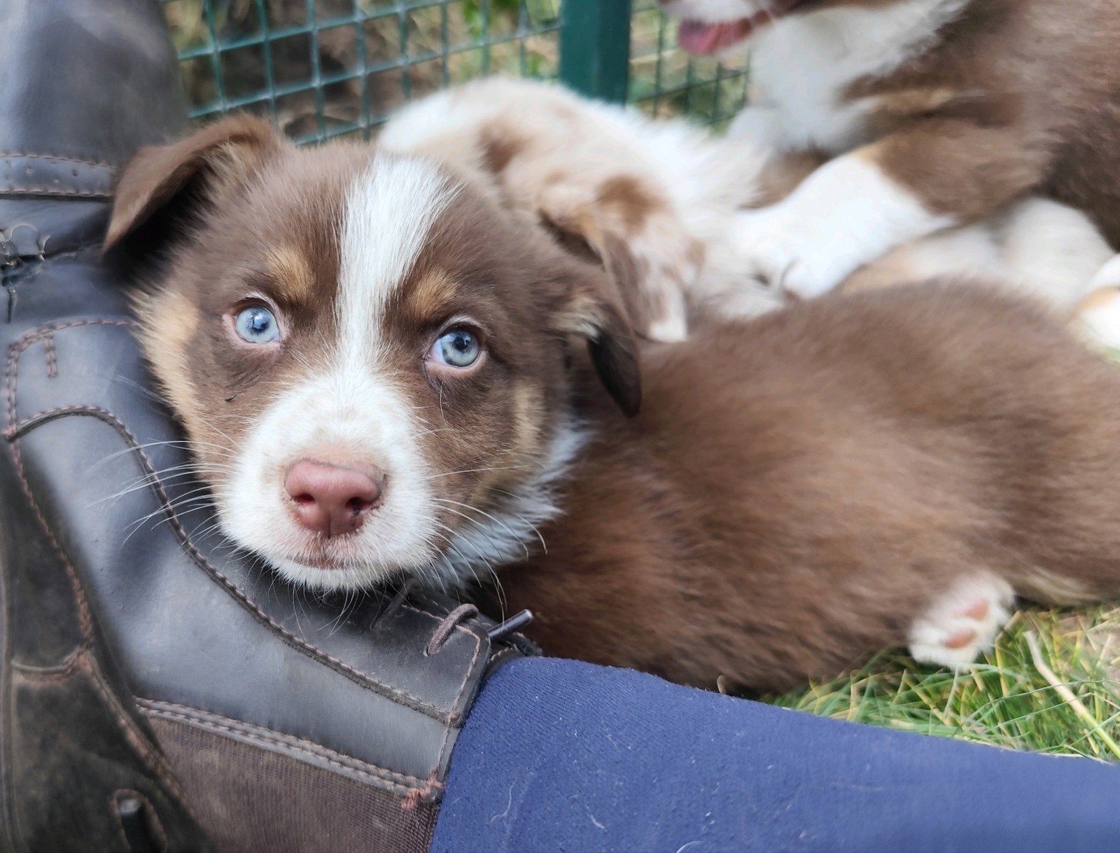 DE LAATSTE Super leuk&lief Auggie puppy! (Aussie x Corgi)❤️, Dieren en Toebehoren, 8 tot 15 weken, Meerdere, Meerdere dieren, Herder