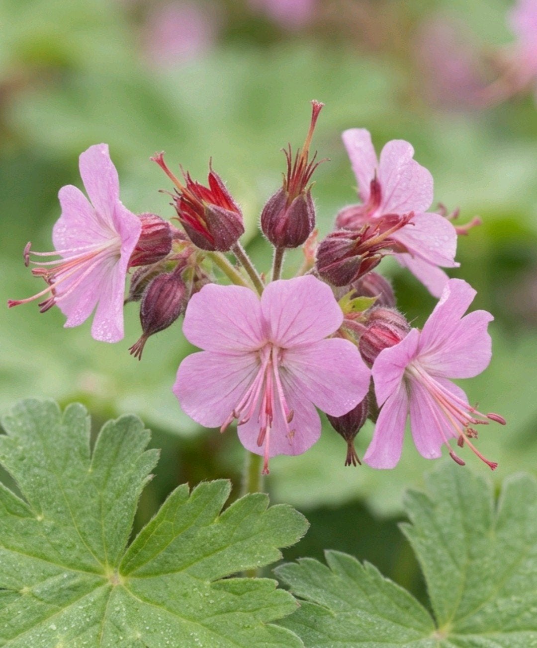 Geranium macrorrhizum 'Ingwersen variety', Ooievaarsbek, Tuin en Terras, Ophalen, Lente, Vaste plant, Bodembedekkers