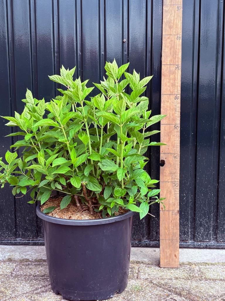 Pluimhortensia, Hydrangea Paniculata Polar Bear, Volle zon, Vaste plant, Zomer, Ophalen