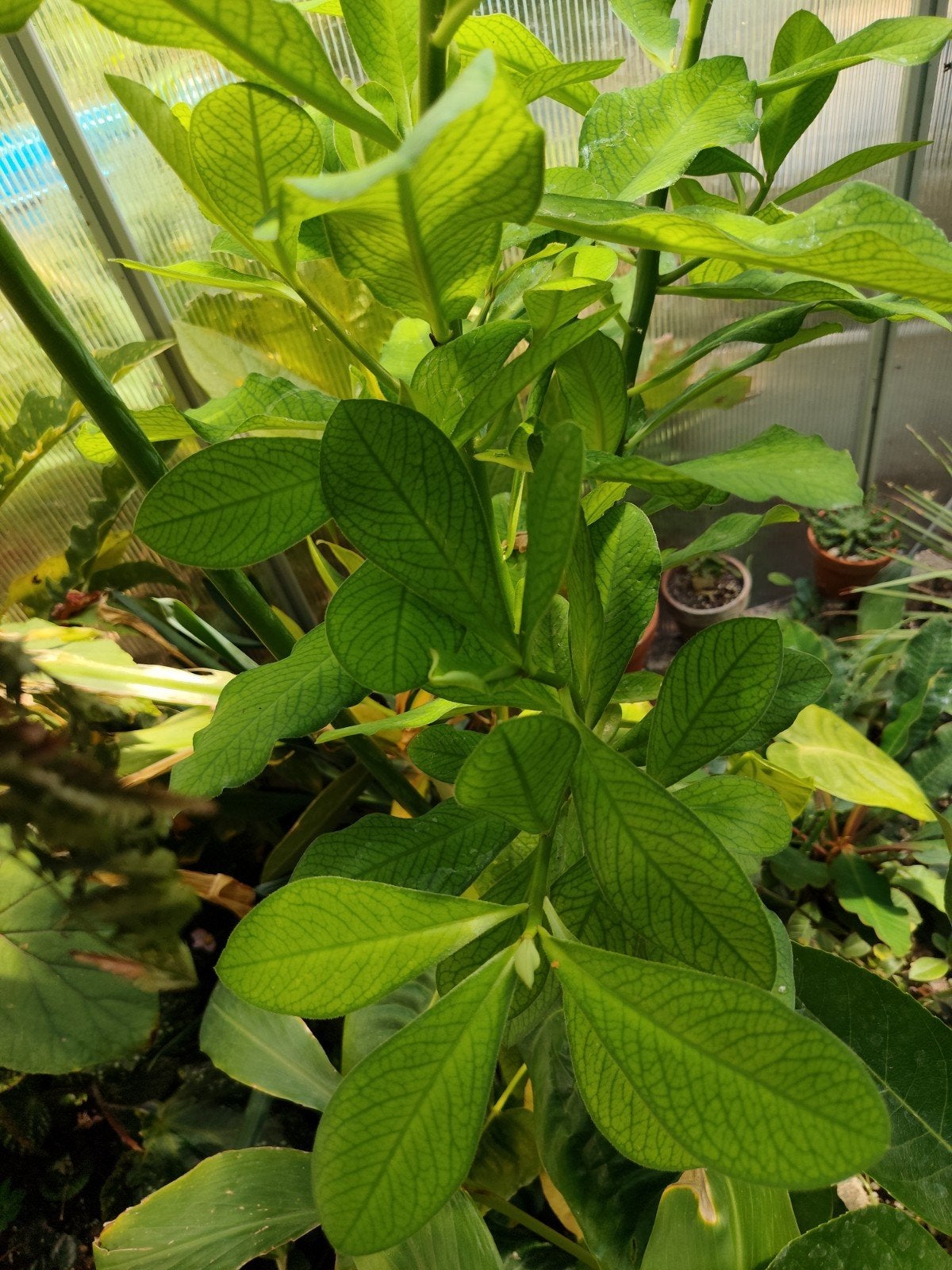 Euphorbia grantii, Ophalen, Halfschaduw, Overige soorten, Minder dan 100 cm