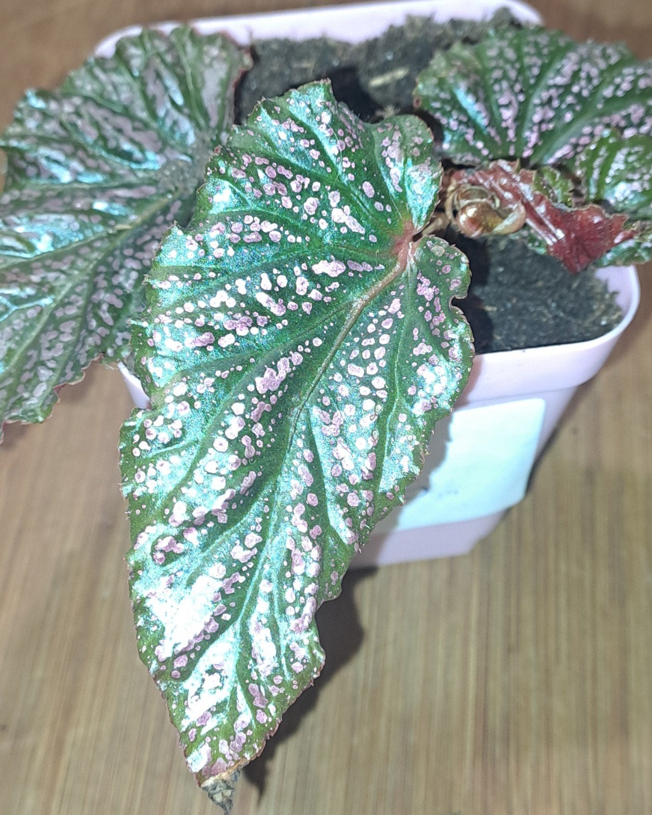 begonia Benigo Pink, Ophalen of Verzenden, Halfschaduw, Minder dan 100 cm